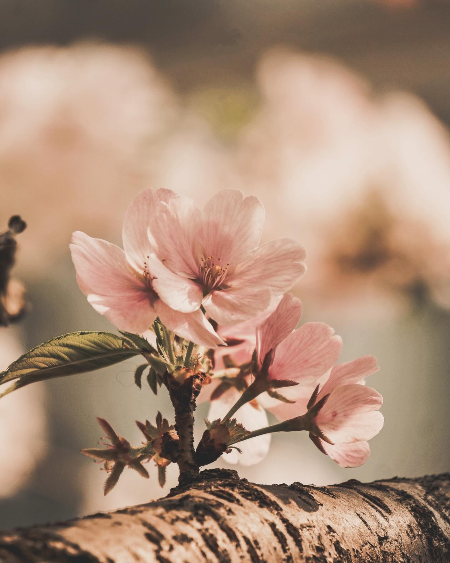 🌿 In Ayurveda, true healing begins not by adding more—but by letting go. 🌿One of the foundational principles of this ancient science is apakarshana—the removal of what no longer serves you. Before herbs, before rituals, before routines—we begin by clearing.✨ On the physical level: we release toxins (ama) through gentle detoxification, mindful eating, and aligned daily rhythms.✨ Mentally: we observe and let go of thoughts, patterns, and stories that keep us stuck in cycles of imbalance.✨ Spiritually: we create space by shedding identities, attachments, and ego-driven desires, allowing our true Self to shine through.Healing is not about fixing—it’s about remembering who you are beneath the layers.Start by clearing. Start by honoring what your body, mind, and spirit no longer need.That’s where Ayurveda begins. 🌱#ayurvedawisdom #healingfromwithin #ayurvedicliving #detoxyourlife #letgotoheal #holistichealth #selfhealers